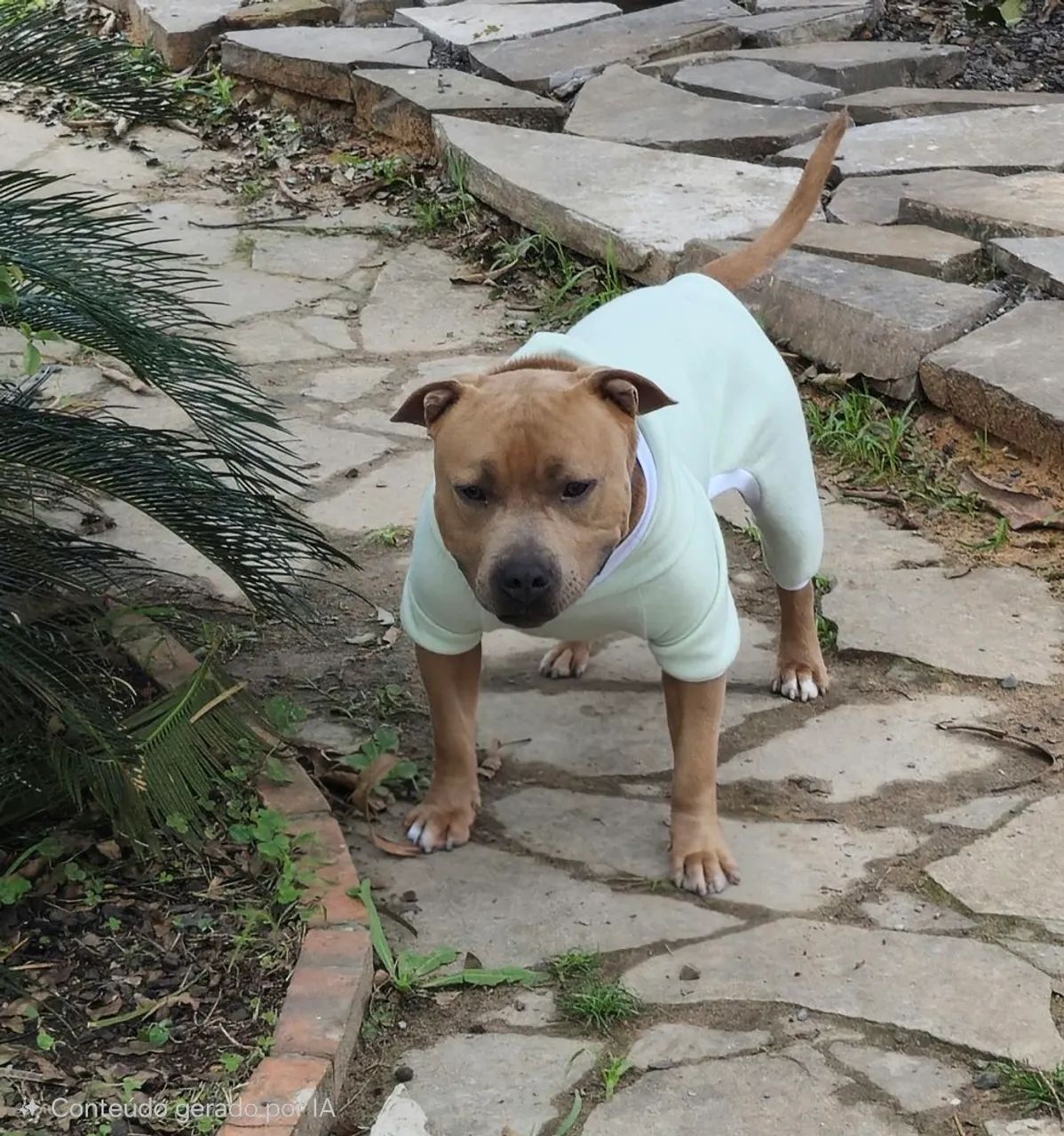 Macacão para pet com capuz - Foto 2