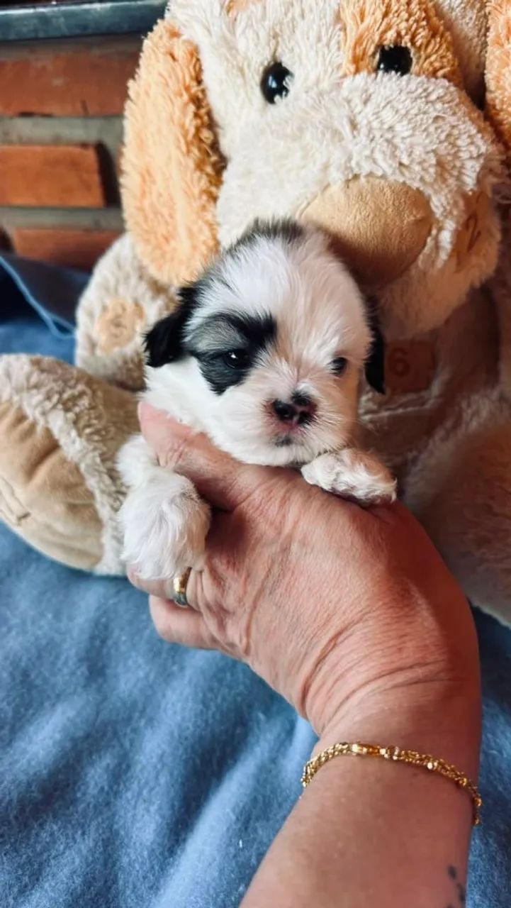 Filhotes de shihtzu micro - Foto 4