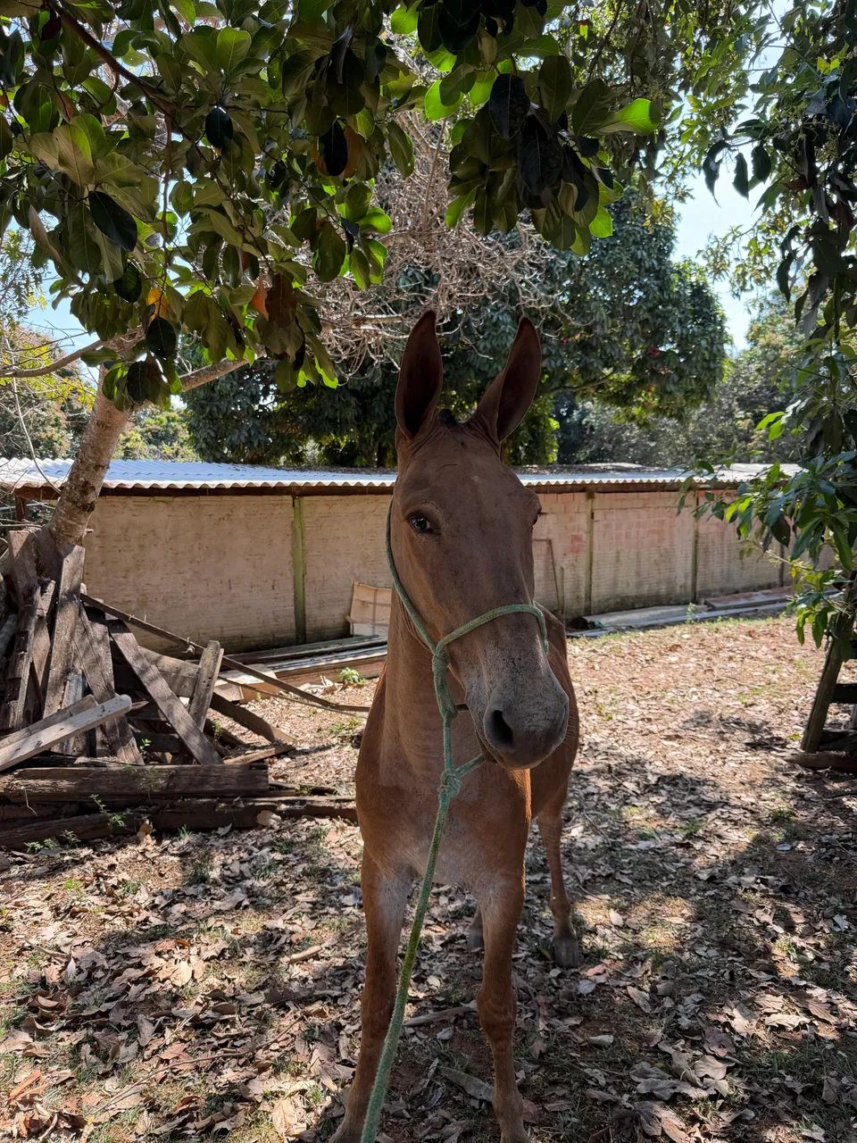 Burro  - Foto 2