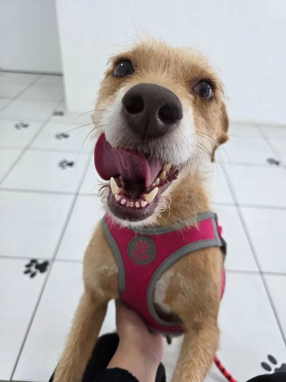 Mel para adoção  - Foto 4