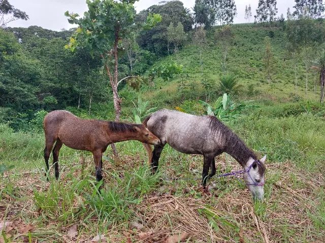 Égua e potro - Foto 3