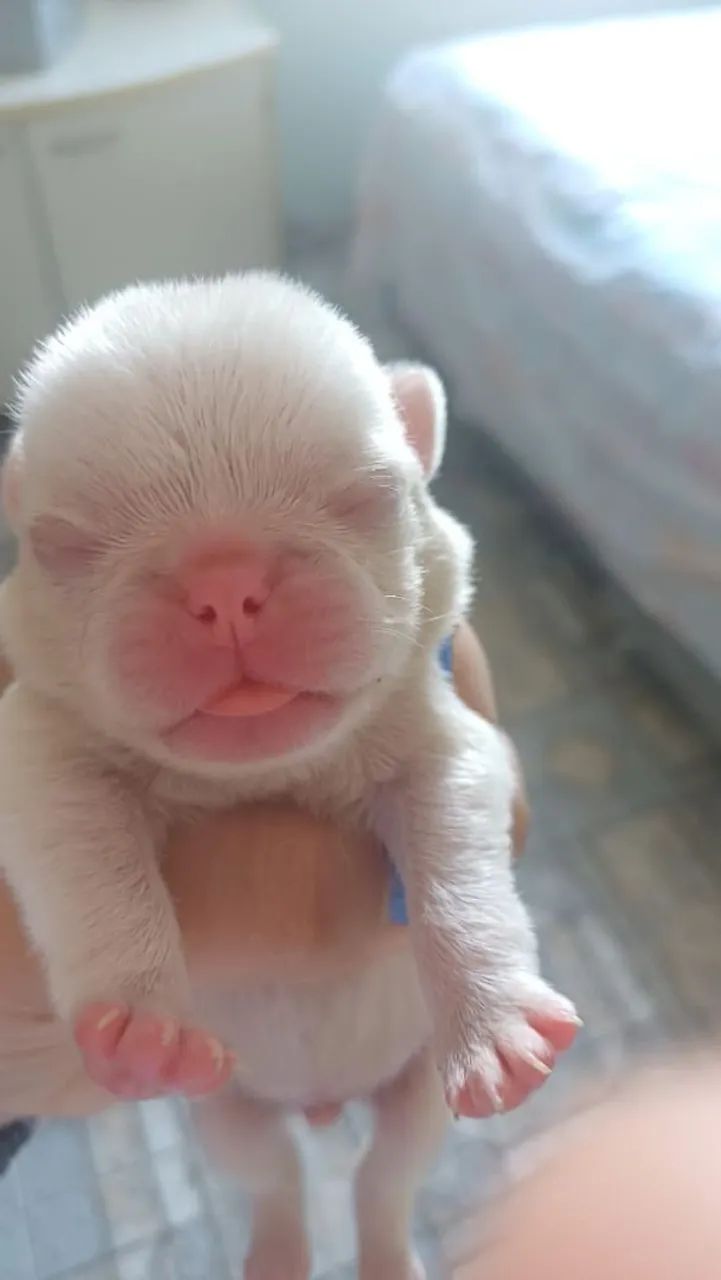 Filhote pug albino macho - Foto 3