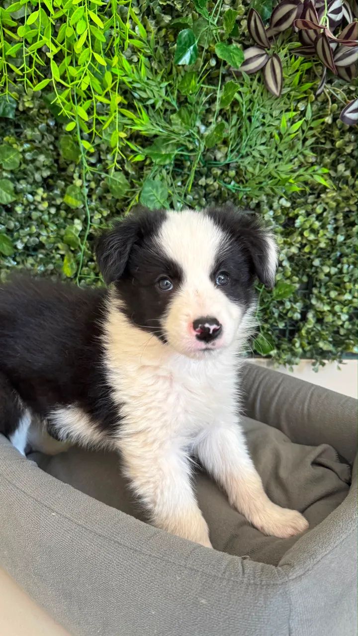 Border collie  - Foto 5