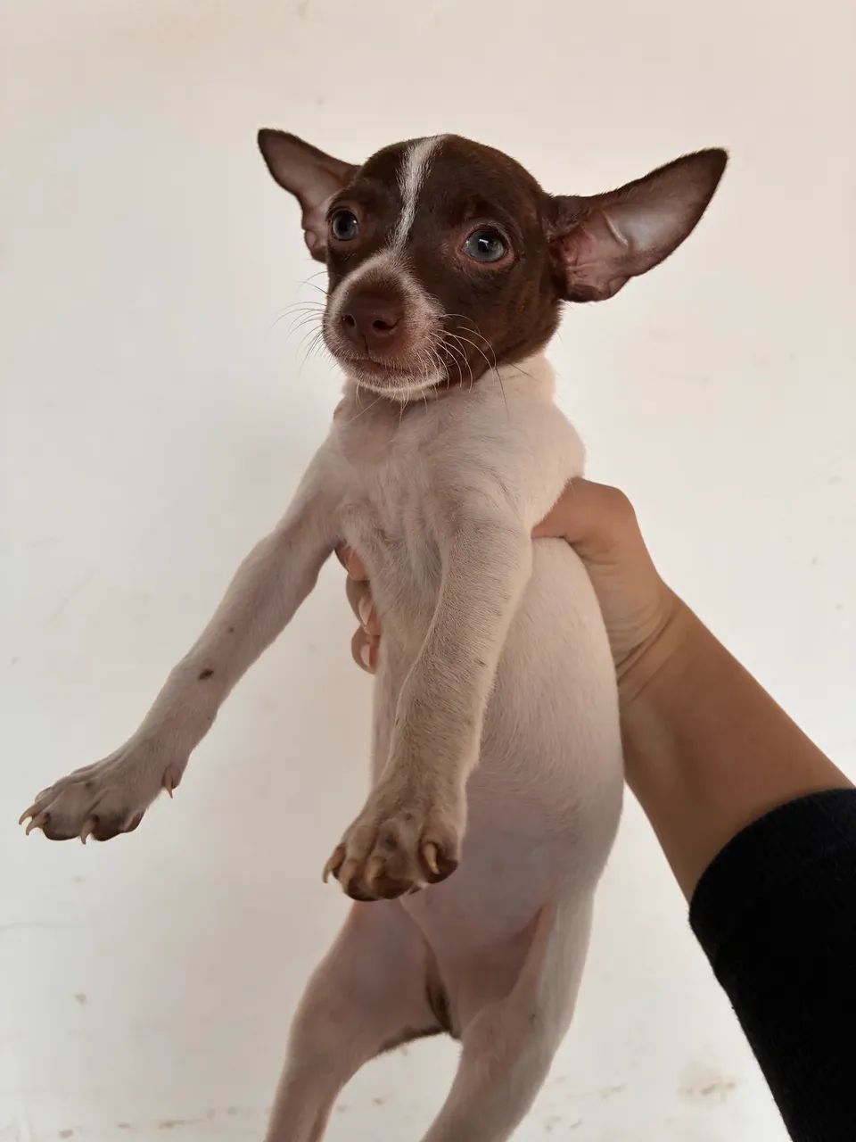 Pinscher olhos claros macho - Foto 4
