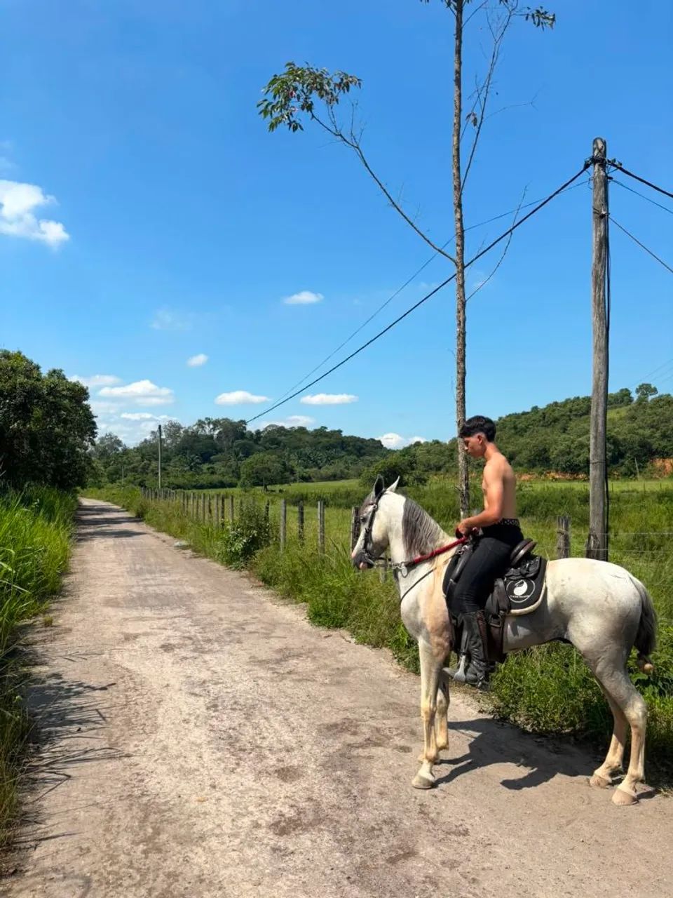 Cavalos  - Foto 3