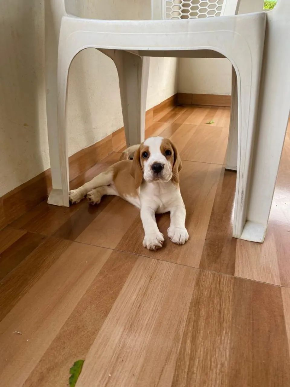 Filhotes de Beagles  - Foto 5