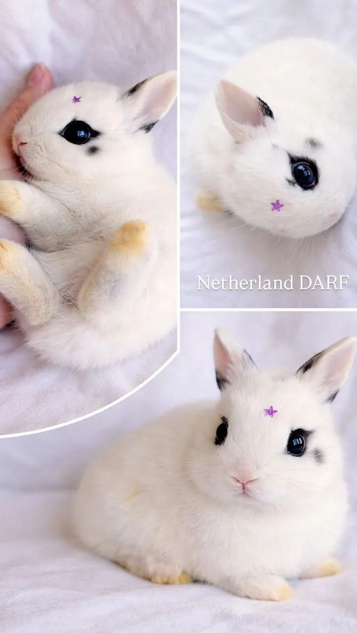 Filhotes de Coelho Netherland DARF (Criador Consciente) - Foto 4