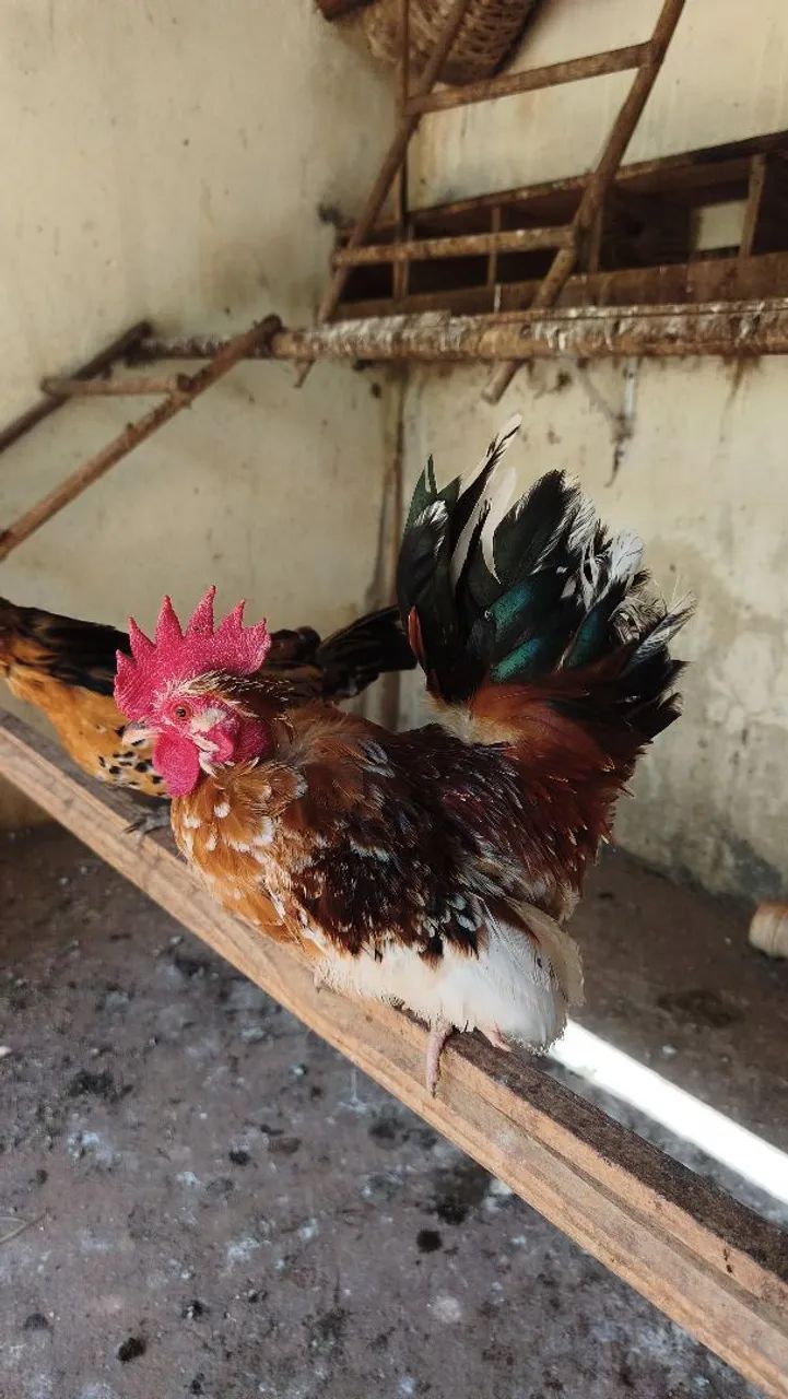 Modelados