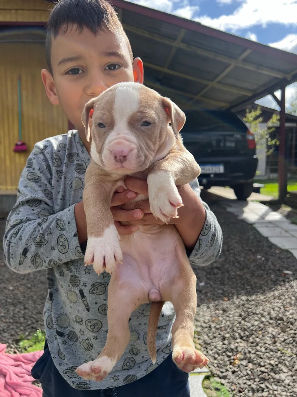Filhotes pitbull  - Foto 2