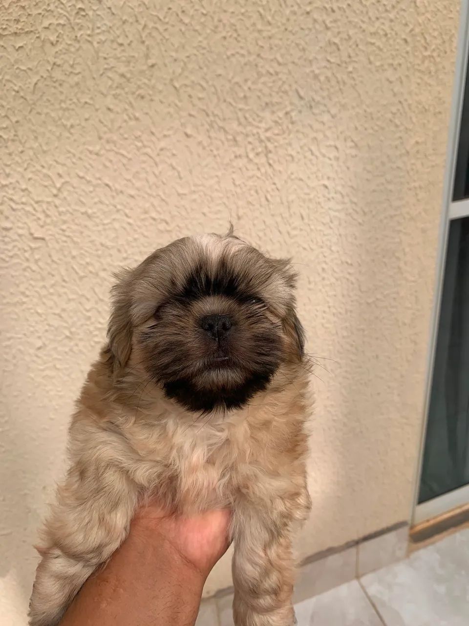 Shih tzu macho  - Foto 2
