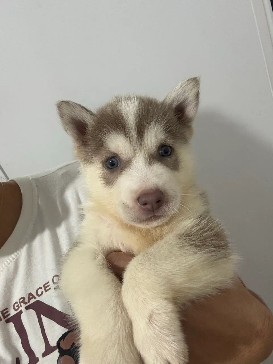 HUSKY SIBERIANO MACHO À VENDA!  - Foto 4