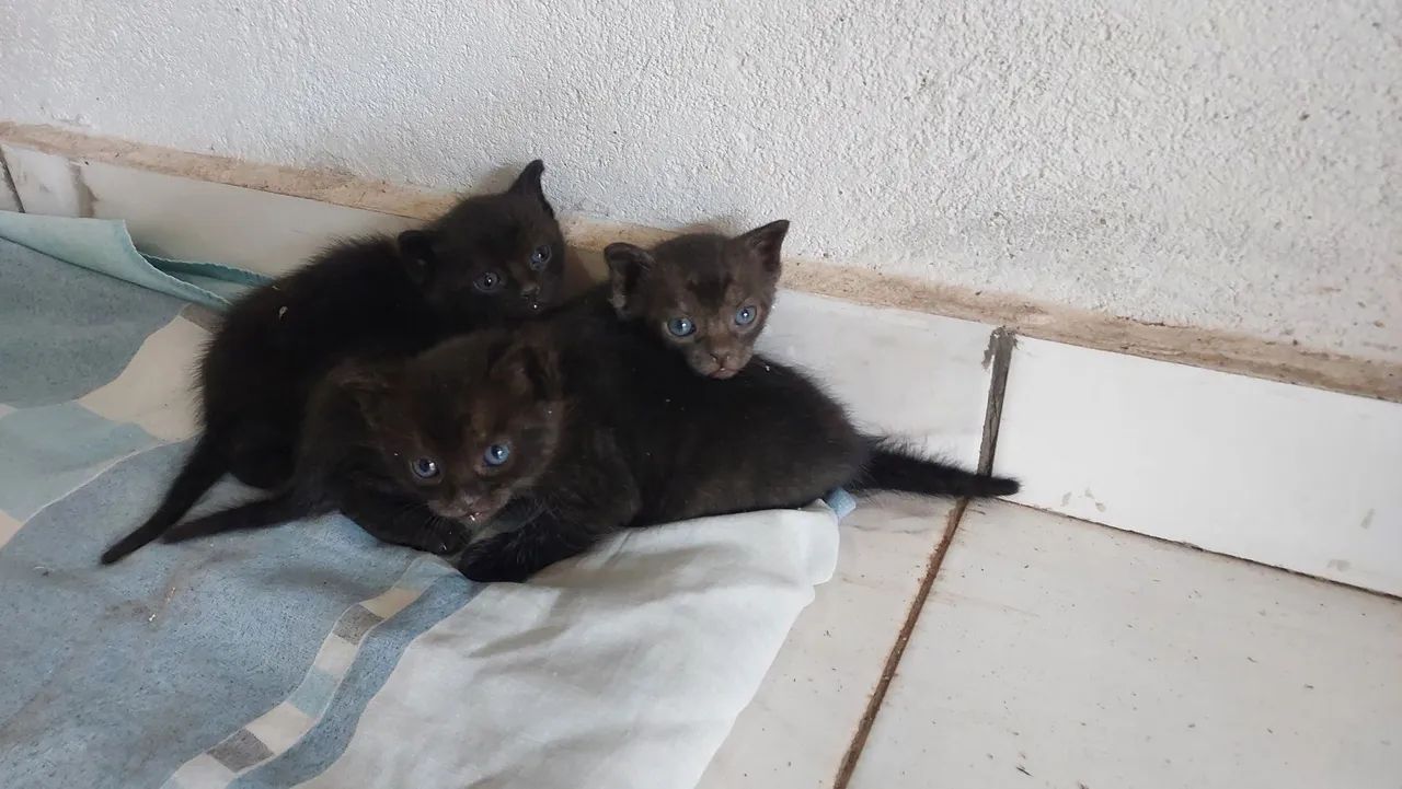 3 gatos filhotes para adoção 