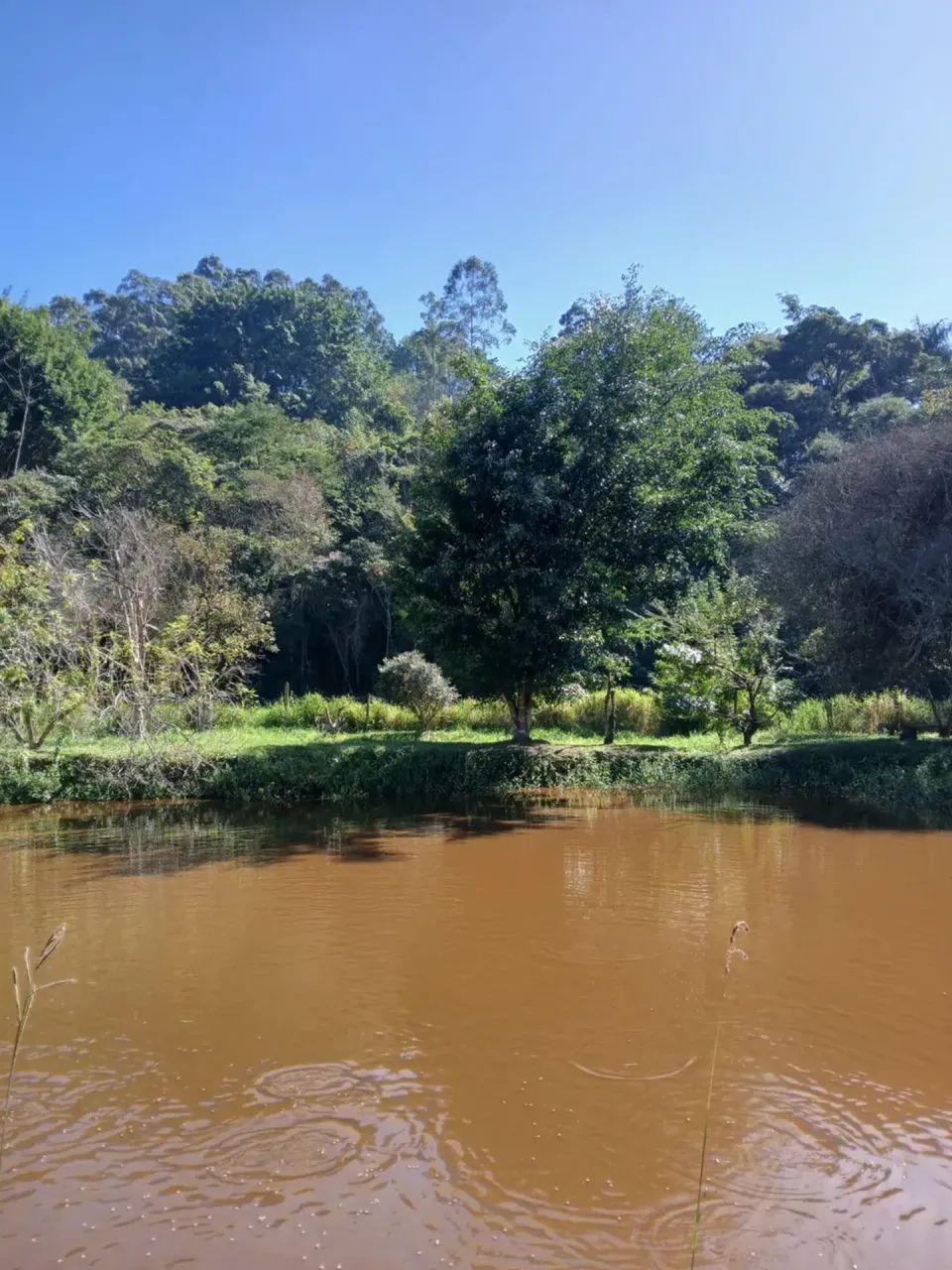 LINDO SÍTIO COM LAGO E RIACHO - Foto 5