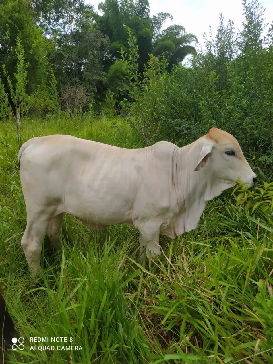 Vende-se Bezerra Tabapuâ - Foto 2
