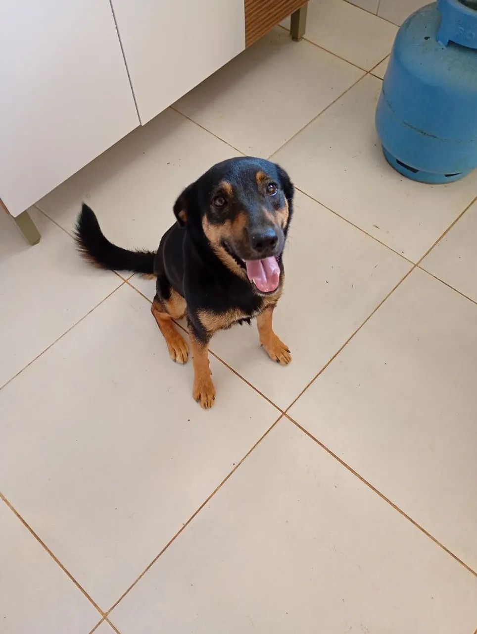 Cachorro para doação  misturado com rotwailler. - Foto 2