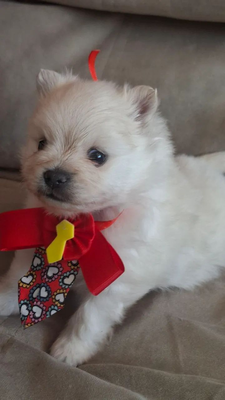 SPITZ ALEMÃO  URSINHO BRANCO PERFEITO - Foto 2