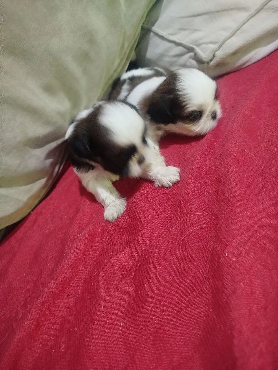 Cachorro da raça shih Tzu 
