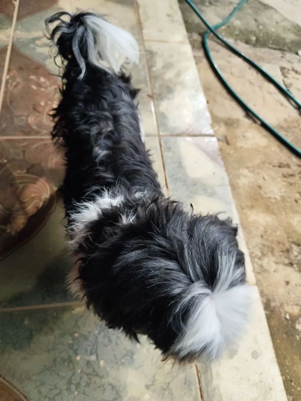Shitzu  - Foto 3
