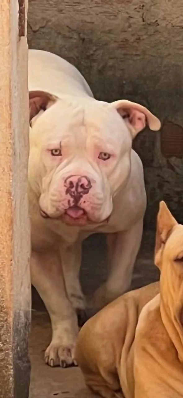 Pit Monster Macho 