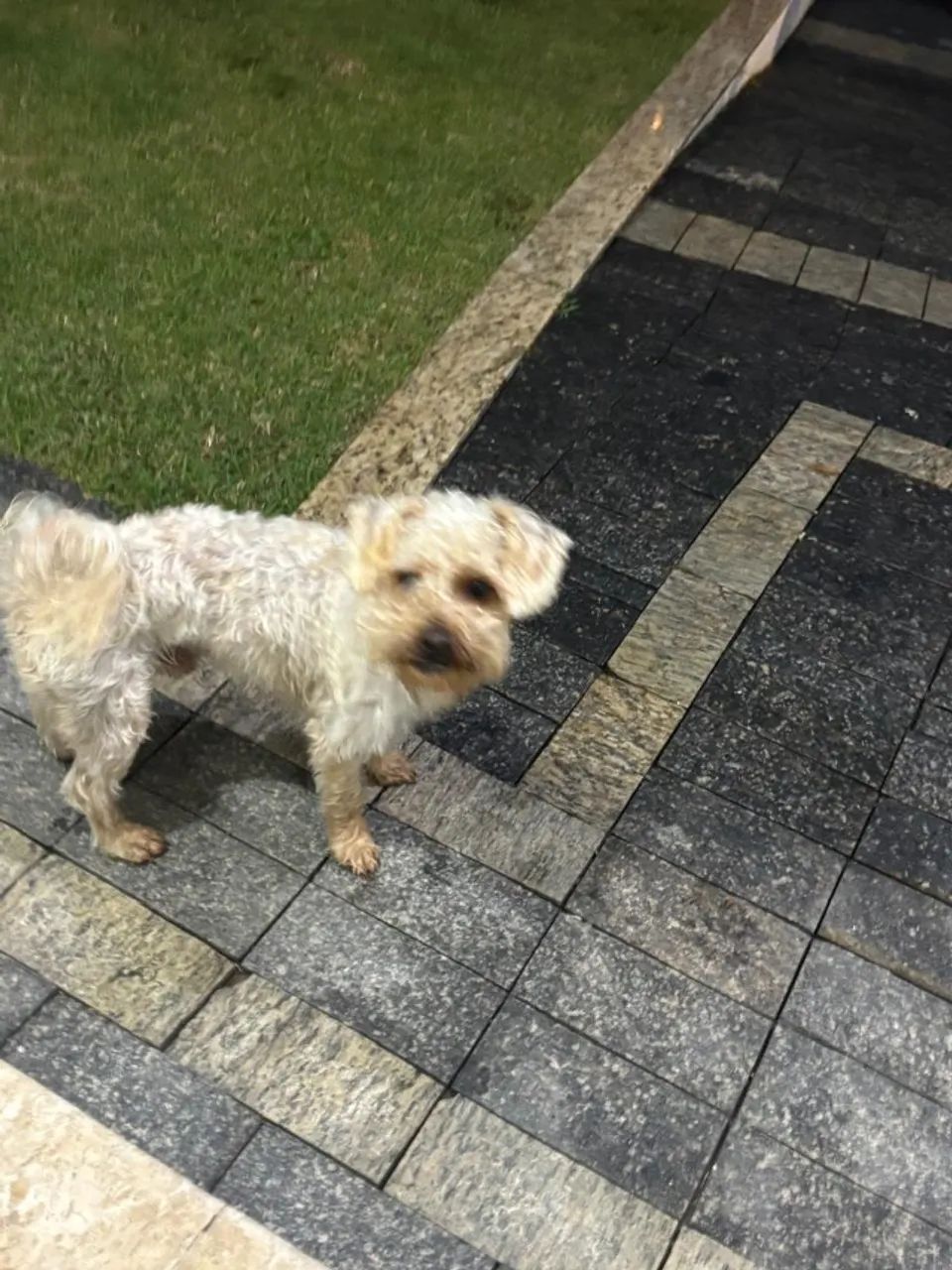 Cachorro vira lata macho 1 ano de idade - Foto 4