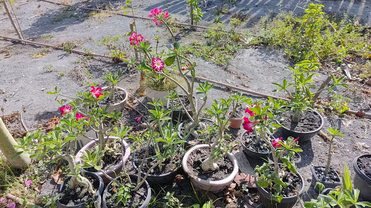 Venda de plantas  - Foto 3