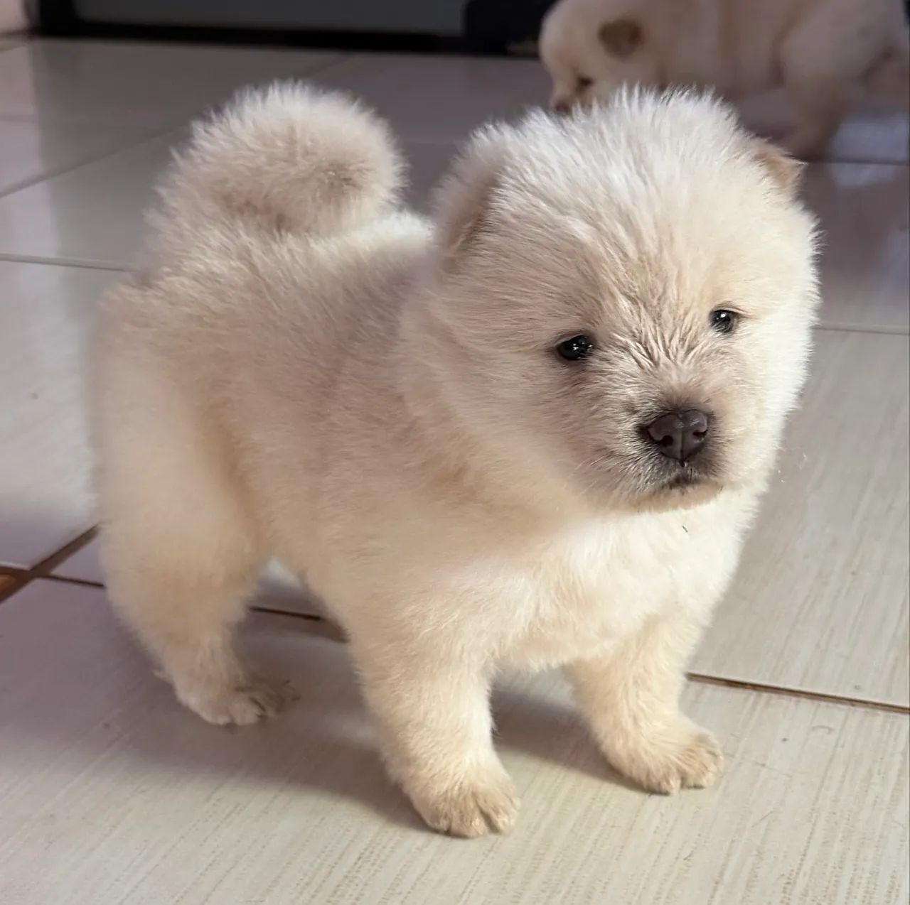 Filhotes de Chow Chow 