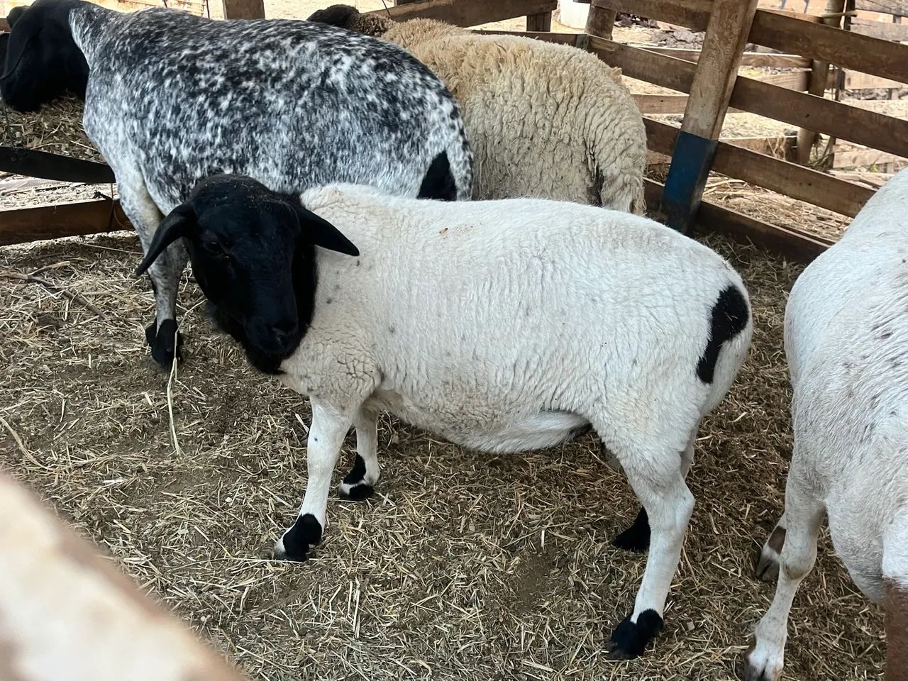 Borrego doper 