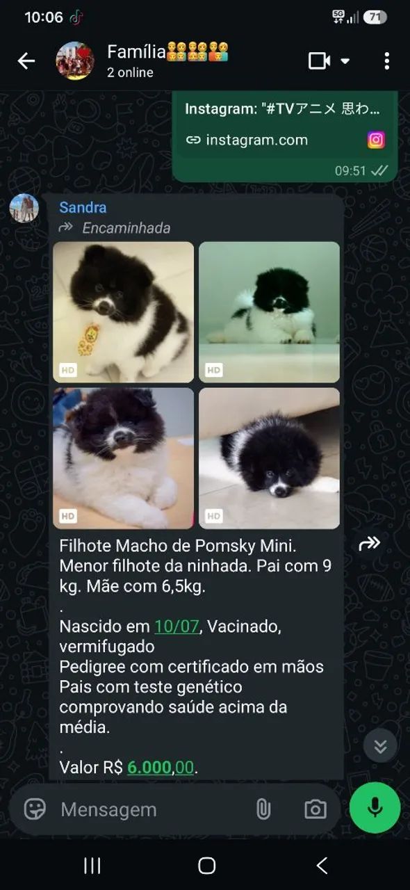 Cachorro  - Foto 2