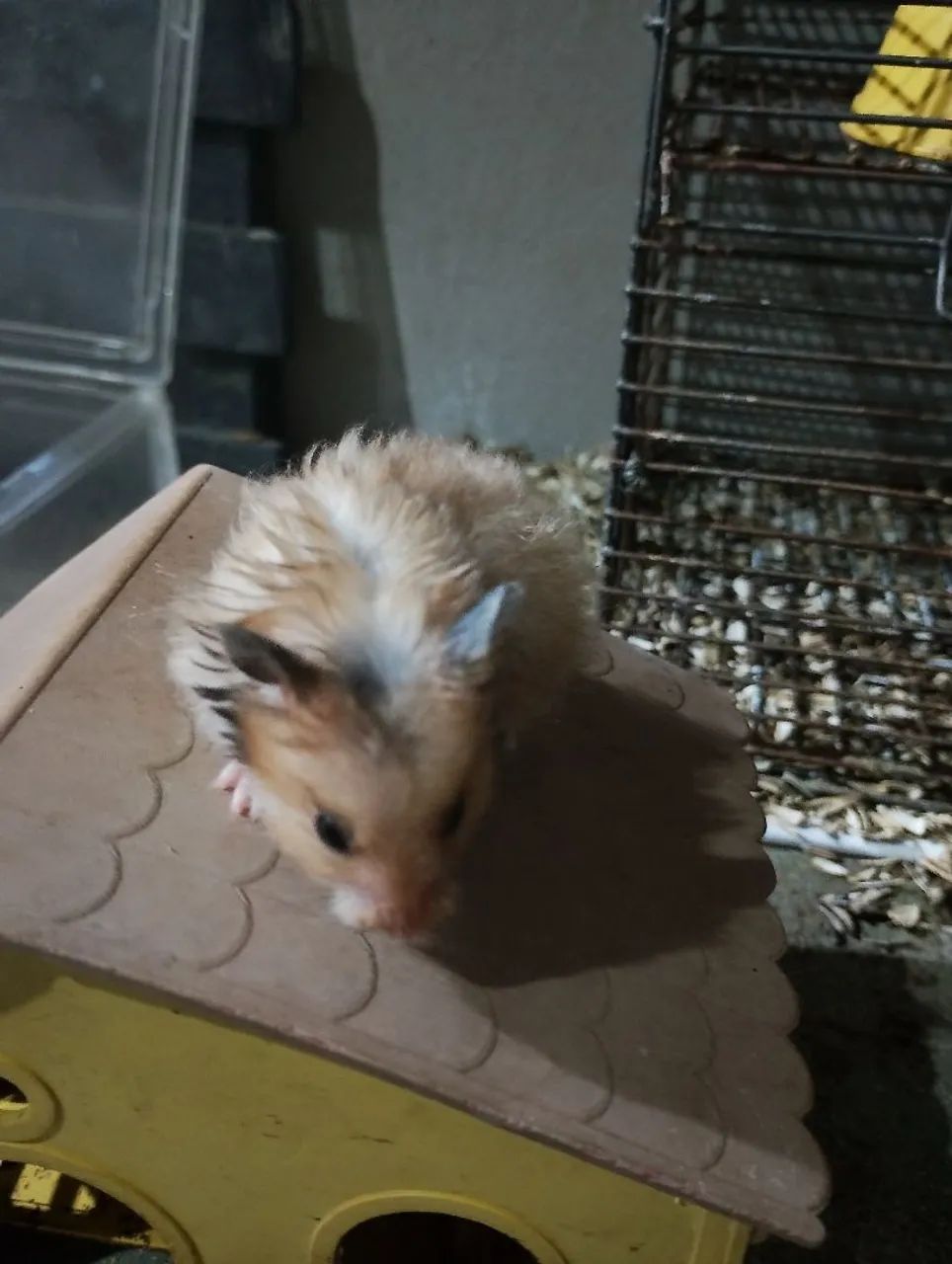 HAMSTERS  - Foto 4