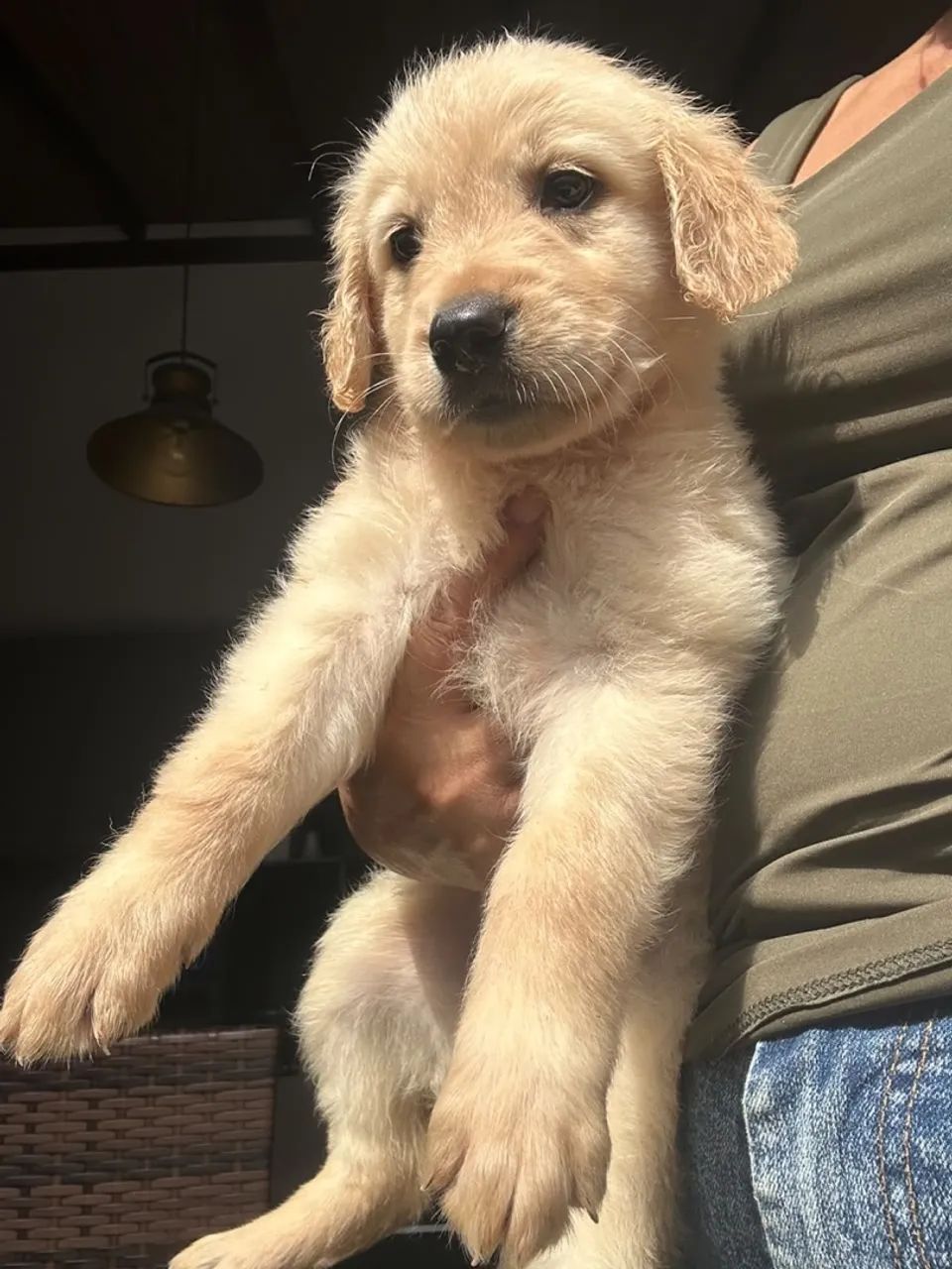 Golden  - Foto 3