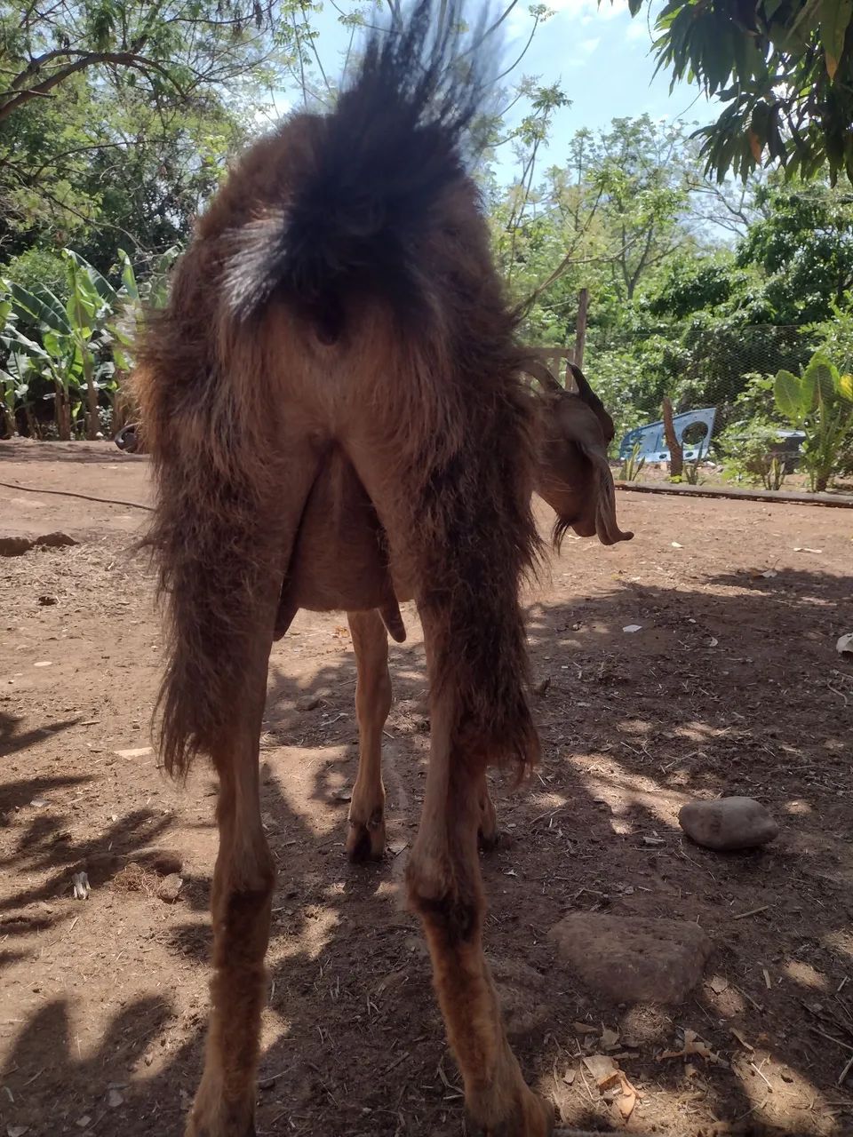 Casal de cabritos - Foto 4