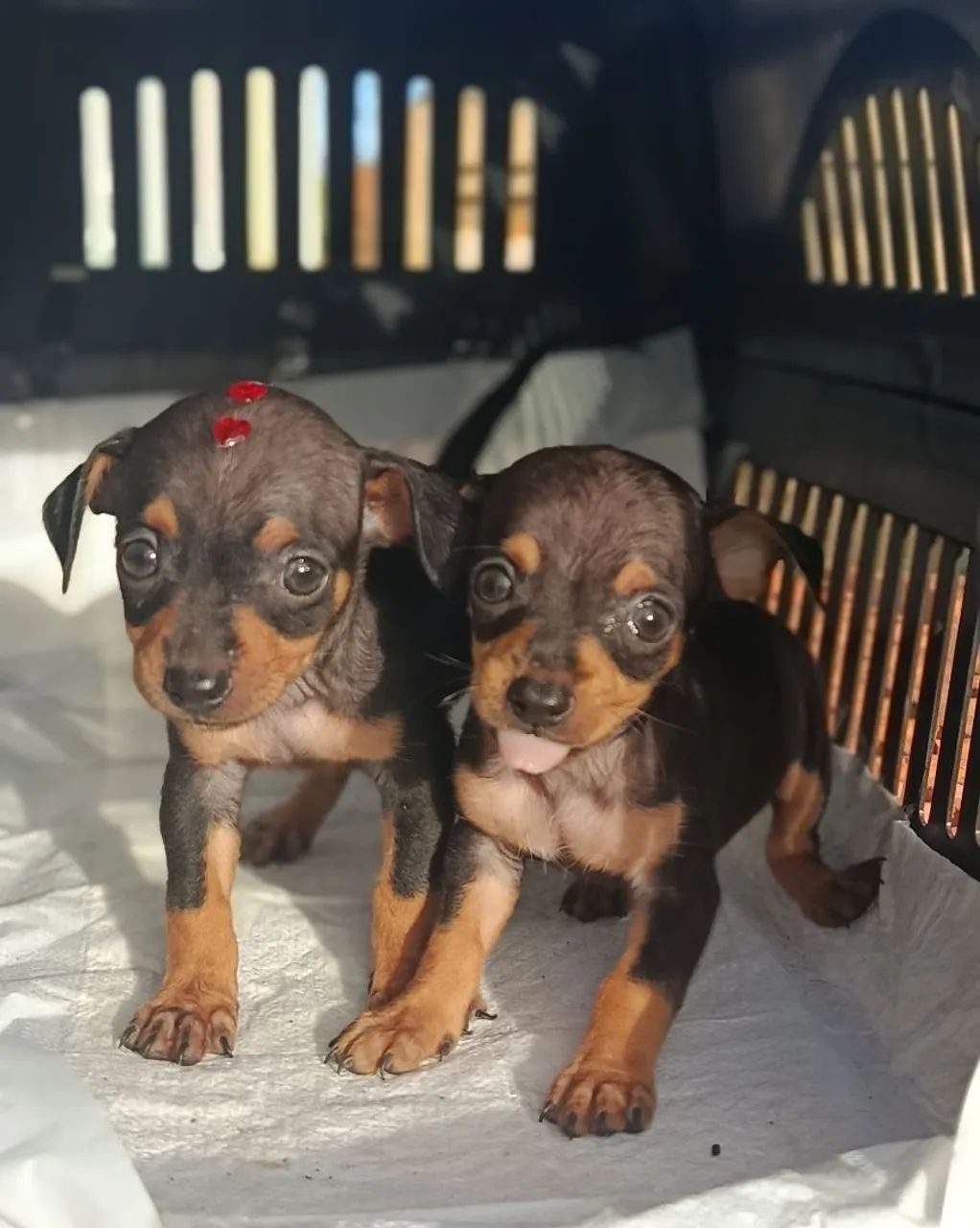 Pinscher zero - Foto 2