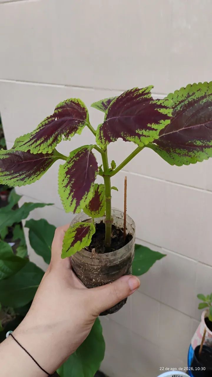 Muda de coração magoado, Coleus.