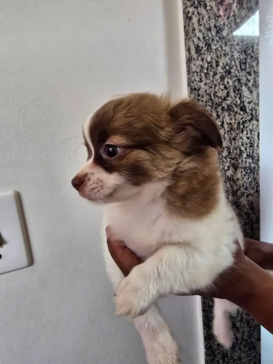 Chihuahua  macho  - Foto 3