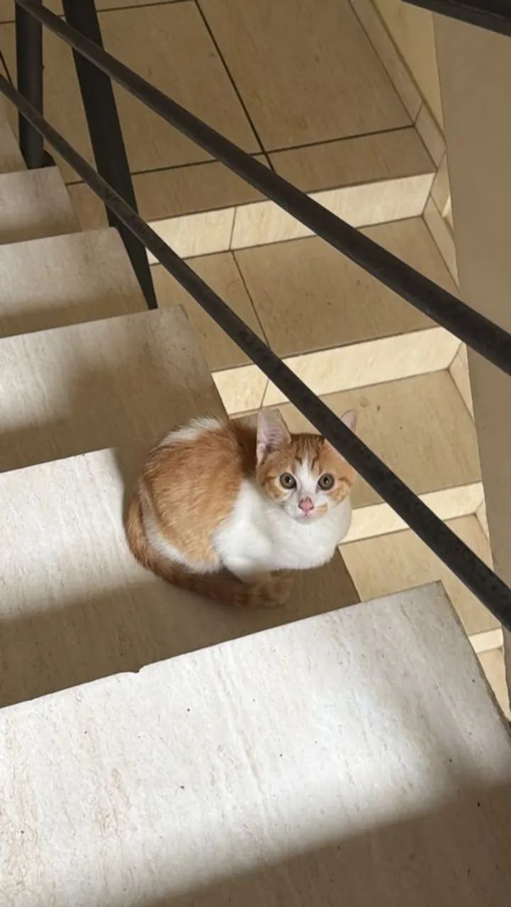 Doa-se gato