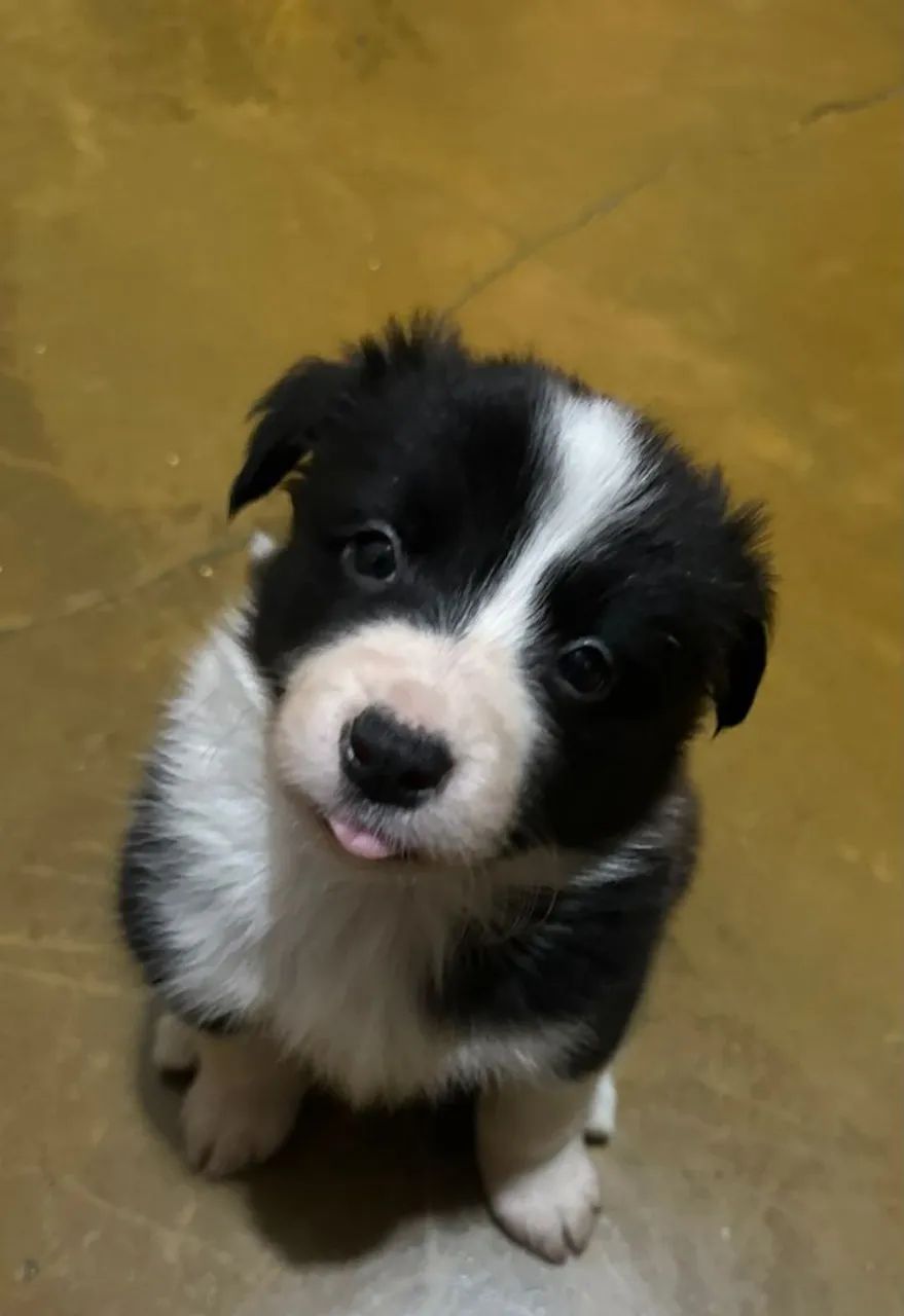 Border collie - Foto 4