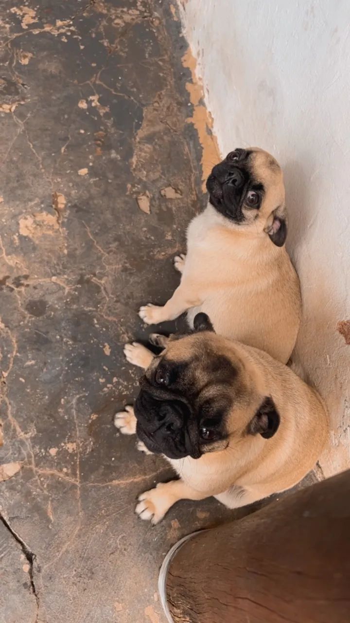 Casal de pug  - Foto 3