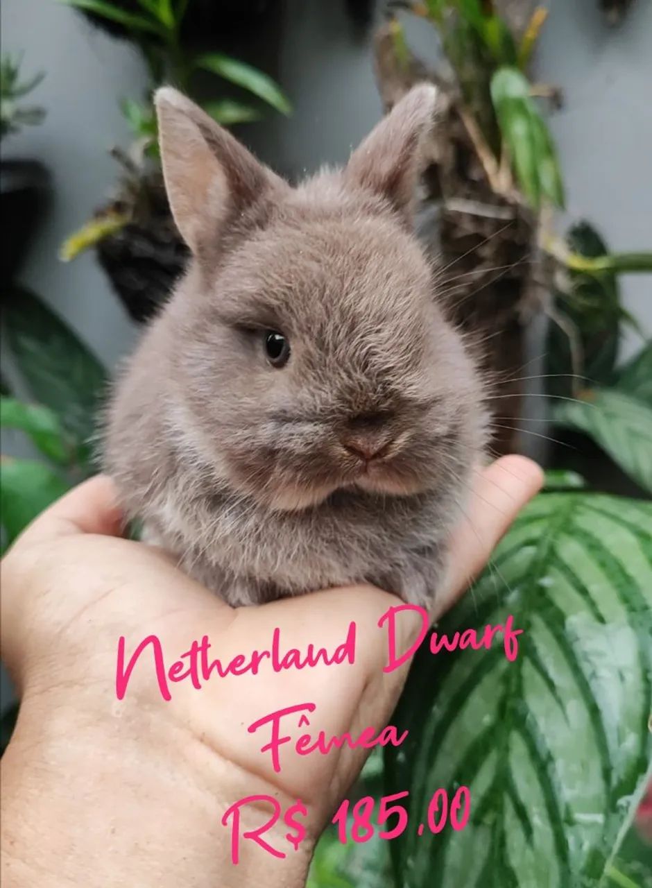 Mini Coelho Netherland Dwarf 