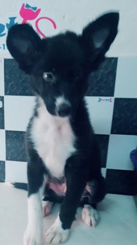 Boder Collie 5 meses