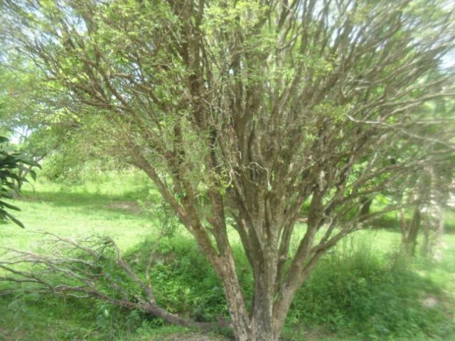 Fazenda com 22 hectares em Rio Manso - Foto 16