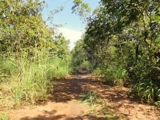 Fazenda 100 ha em acorizal - Foto 3