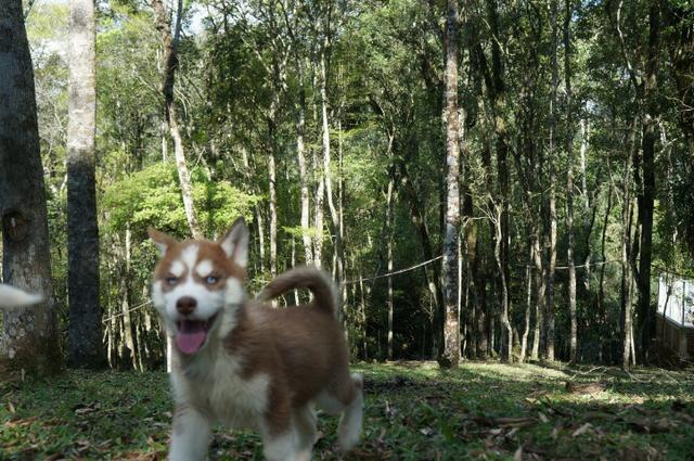 Lindo Filhote de Husky Siberiano - Foto 3