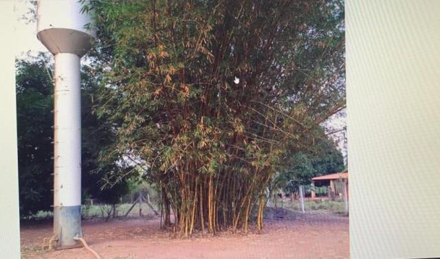 Chácara à venda, 20000 m² - comunidade praia grande, - várzea grande/mt - Foto 12