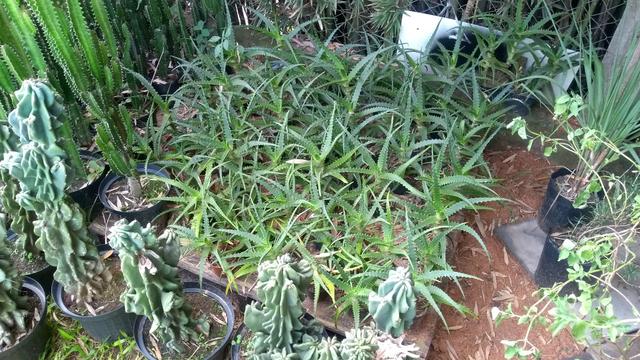 Babosa/Aloe Vera - Foto 2