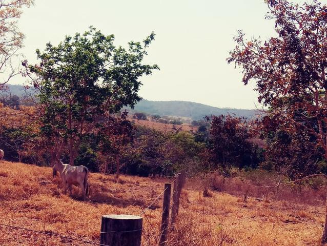 Fazenda de 51 alqueires para pecuária na região de Ipameri GO - Foto 6