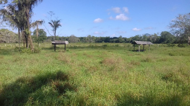 Sítio no Pará,20 hectares com pasto, curral, casa ,igarape por 250 mil reais - Foto 7