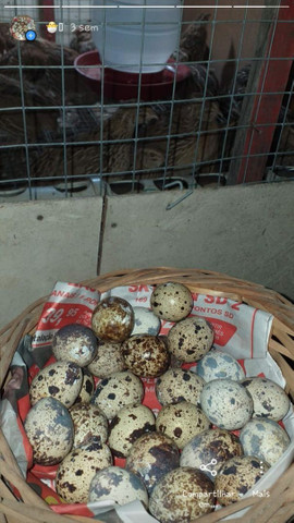 ovos de codorna - Foto 2