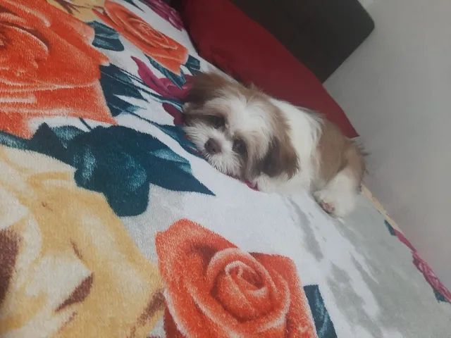 Shitzu filhote - Foto 3