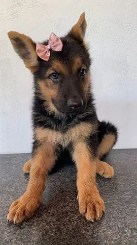 Pastor Alemão Capa Preta - Cachorros e acessórios - Palmeiral, Crato  1253371166