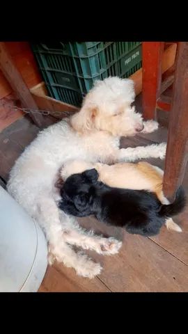 Poodle original